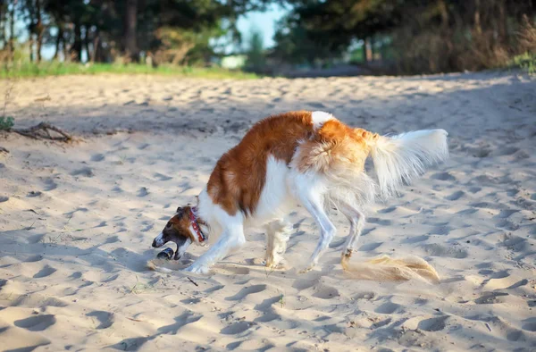 Ρωσική Wolfhound σκύλος, Μπορζόϊ παίζουν με μπουκάλι, Sighthound, Russ — Φωτογραφία Αρχείου