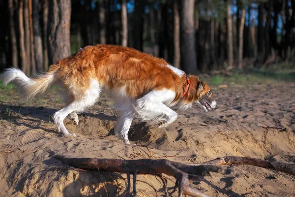 Ρωσική Wolfhound σκύλος, Μπορζόϊ περπατούν, Sighthound, Russkaya Psovaya — Φωτογραφία Αρχείου