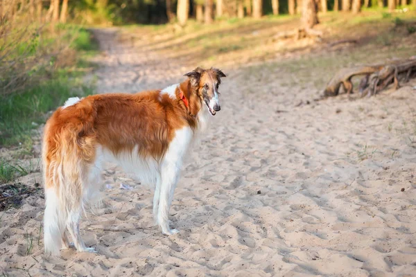 Ruský vlkodav pes barzoj v písku, Sighthound, Russkaya — Stock fotografie