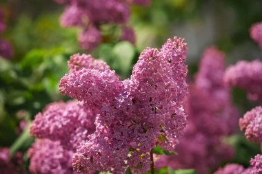 Sokakta leylak dalı olabilir