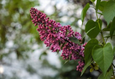 Sokakta leylak dalı olabilir