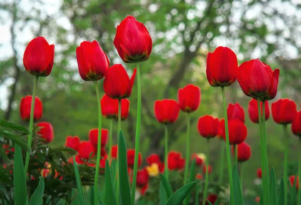 Красивые Красные Тюльпаны Весеннее Время Улице Фон Цветами — стоковое фото