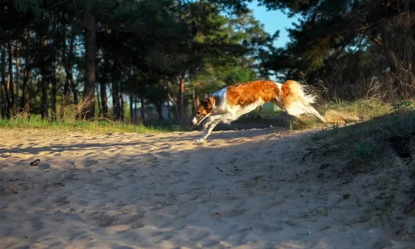 Ρωσική Wolfhound σκύλος, Μπορζόϊ τρέχει με μεγάλη ταχύτητα. Δολοφόνος του να — Φωτογραφία Αρχείου