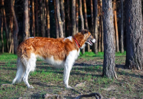 Russian Wolfhound Dog, Borzoi — Stock Photo, Image
