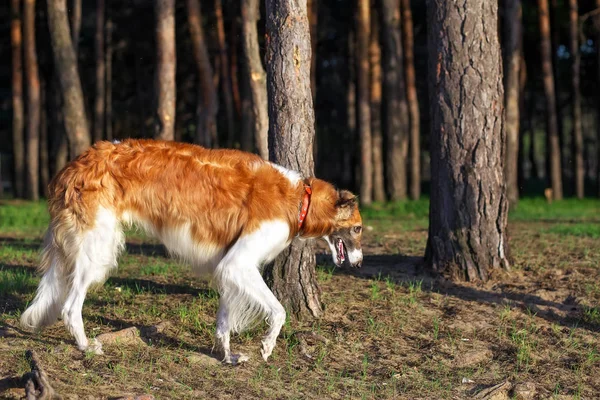 Russian Wolfhound Dog, Borzoi walk — Stock Photo, Image