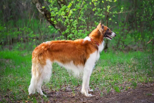 Rusya Wolfhound köpek, Borzoi — Stok fotoğraf