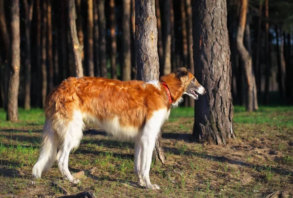 stock image Russian Wolfhound Dog, Borzoi, Sighthound, Russkaya Psovaya Borz