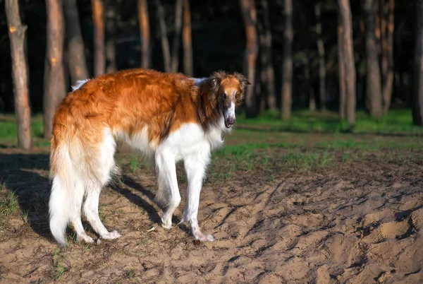 Russian Wolfhound Dog, Borzoi walk, Sighthound, Russkaya Psovaya — Stock Photo, Image