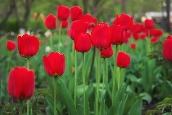 Piękne Czerwone Tulipany Wiosną Ulicy Podłoże Kwiatami — Zdjęcie stockowe