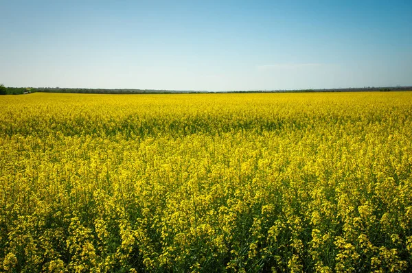 Wunderschöne Landschaft mit gelbem Rapsfeld — Stockfoto