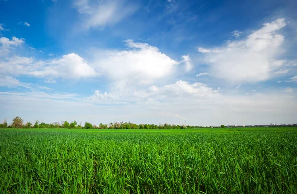 Paesaggio fatto di giorno. Bellissimo cielo nuvoloso. Campo verde — Foto Stock