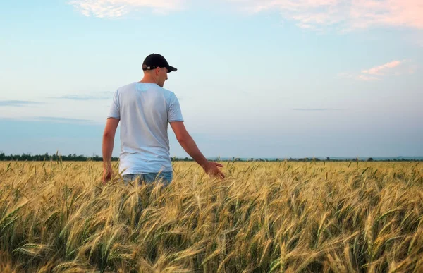 Male farmer standing in a wheat field during sunset. Man Enjoys — Stock Photo, Image