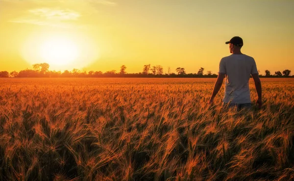 Manlig bonde som står i ett vetefält under solnedgången. Man åtnjuter — Stockfoto