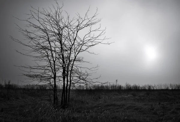 Árbol muerto solitario contra el cielo nublado oscuro. Fondo abstracto — Foto de Stock
