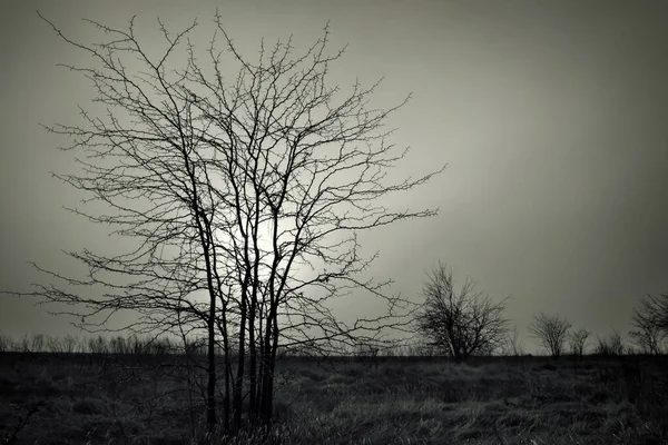 Árbol muerto solitario contra el cielo nublado oscuro. Fondo abstracto — Foto de Stock