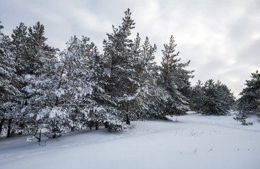 Görkemli beyaz Ladin, kapalı hoarfrost ve kar, parlayan