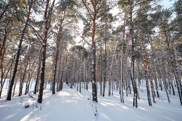 Majestueuze witte sparren, bedekt met rijm en sneeuw, gloeien — Stockfoto