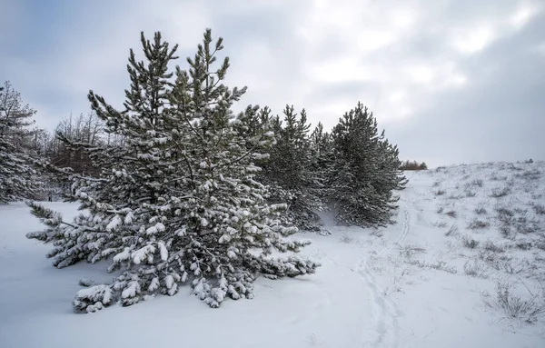 Abetos brancos majestosos, cobertos de geada e neve, brilhantes — Fotografia de Stock