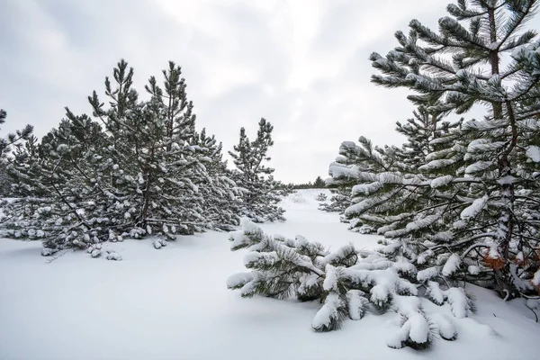 Majestätische weiße Fichten, mit Raureif und Schnee bedeckt, glühend — Stockfoto