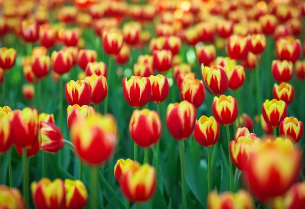 Tulipan kwiatów łąka, selektywne skupienie. Wiosna natura tło — Zdjęcie stockowe
