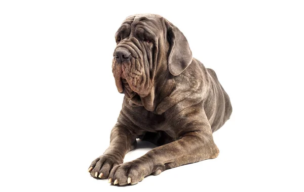 Cane Corso - Великий итальянский мастиф. Собака на белом фоне — стоковое фото