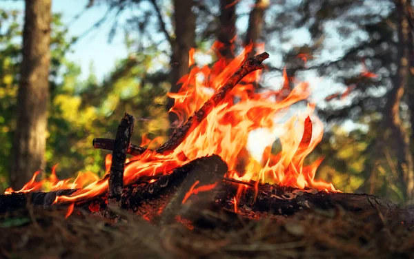 Bonfire (feu de camp) dans la forêt, vue touristique, concept de tr — Photo