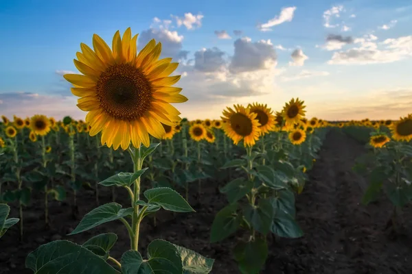Nahaufnahme einer schönen Sonnenblume auf einem Feld — Stockfoto
