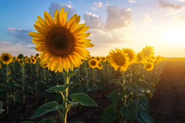 Nahaufnahme einer schönen Sonnenblume auf einem Feld — Stockfoto