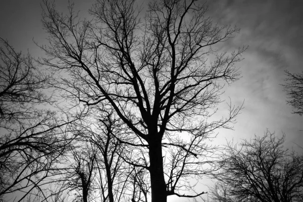 Dead tree against dark cloudy sky. Abstract background — Stok fotoğraf