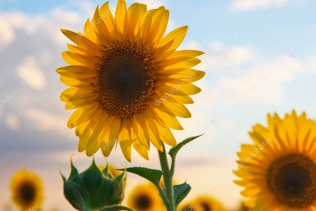 Close-up of a beautiful sunflower in a field