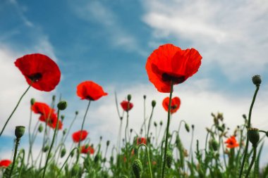 Güzel çiçekler mavi gökyüzüne karşı