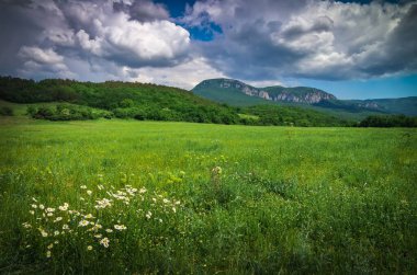 Dağdaki yeşil çayır. Doğanın bileşimi.