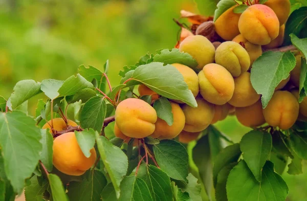 Branch Tree Apricot Fruit Closeup — Stock Photo, Image