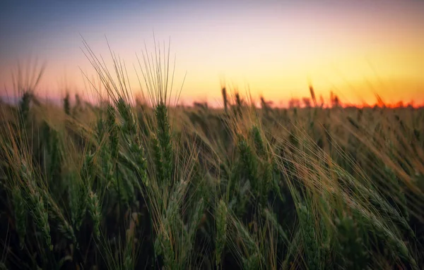 Campo Trigo Atardecer Hermoso Paisaje Nocturno Las Espiguillas Trigo Vuelven —  Fotos de Stock