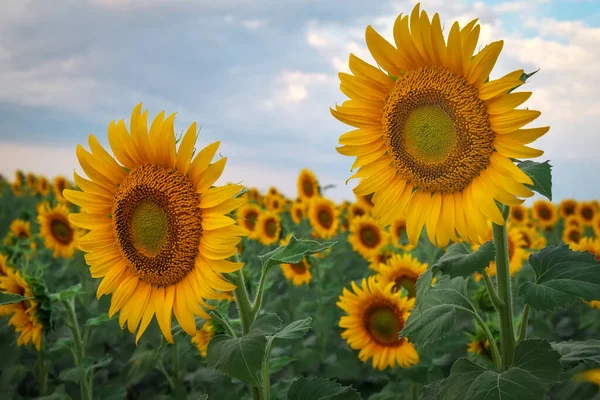 Tournesol Fond Naturel Tournesols Fleurissant Par Temps Nuageux Gros Plan — Photo