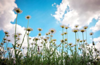 Papatya çiçeklerinin alt manzarası bir yaz çayırında yetişir ve mavi gökyüzüne kadar uzar.