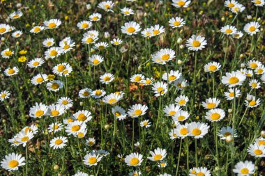 Papatya çiçekleri yaz çayırlarında yetişir. 