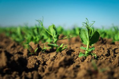 Toprakta yeşil bezelye filizi filizleniyor. Bahçede yeşil filizler. Tarlada sebze bezelyesi. Çiçekli baklagiller. Topraklama 