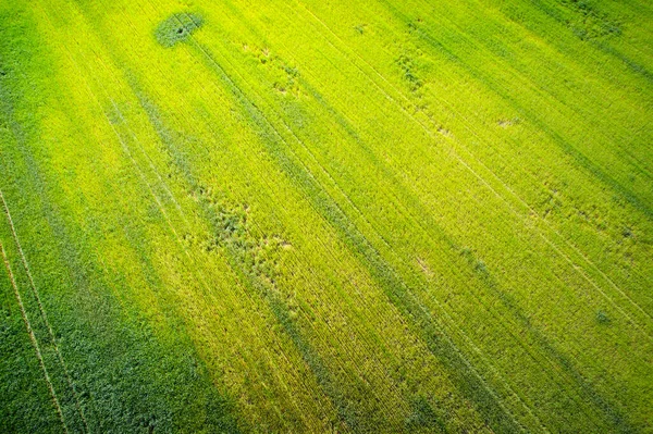 Luonnon Nurmi Rakenne Ilmakuva Maatalousmaasta — kuvapankkivalokuva