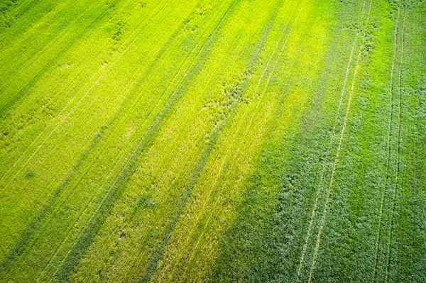Naturligt Gräs Struktur Flygfoto Över Jordbruksområdet — Stockfoto