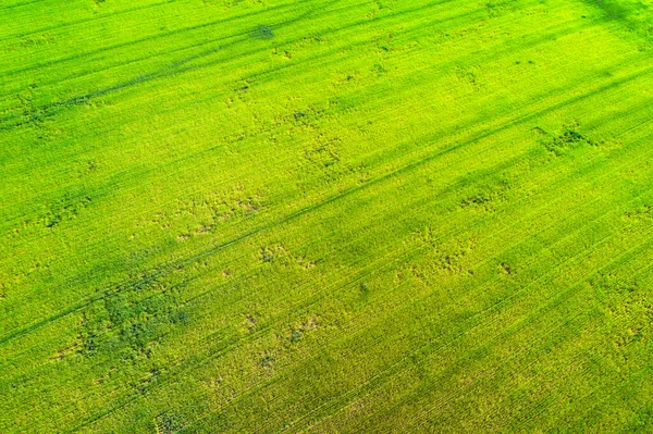 Естественная Текстура Травы Вид Воздуха Сельскохозяйственное Поле — стоковое фото