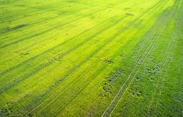 Natural Grass Texture Aerial View Agricultural Field — Stock Photo, Image