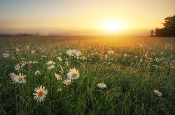 Gänseblümchen Auf Dem Feld Bei Sonnenaufgang Blumenwiese Und Nebel Bei — Stockfoto
