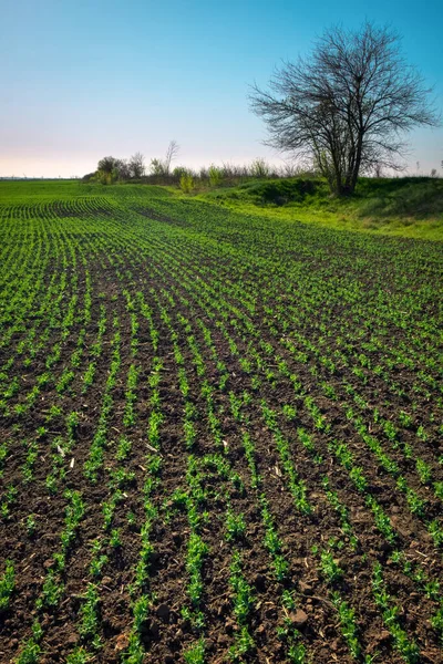 Nel Terreno Germogli Germogli Piselli Verdi Pisello Vegetale Nel Campo — Foto Stock