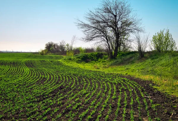 Der Erde Sprießen Grüne Erbsensprosse Gemüseerbsen Auf Dem Feld Blühende — Stockfoto