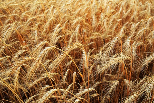 Buğday Tarlasının Arka Planında Olgunlaşmış Altın Kulaklar Kapanır — Stok fotoğraf
