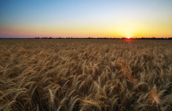 Campo Trigo Orejas Trigo Dorado Cerca Hermoso Paisaje Puesta Del —  Fotos de Stock