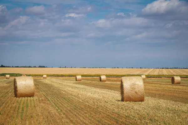 Round bales of hay in the field in harvest season