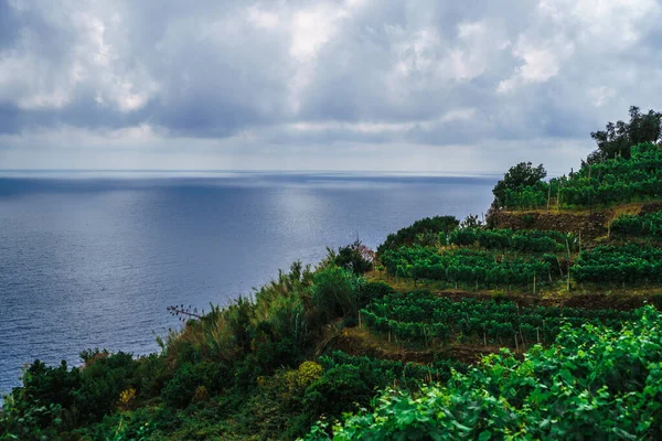 Hermosa Vista Panorámica Del Mar Mediterráneo Turquesa Viñedos Verdes Primer — Foto de Stock