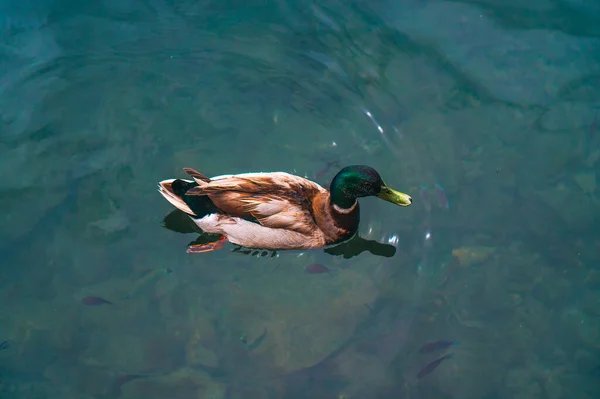 Beautiful Cute Mallard Duck Swimming Turquoise Sea Water Wildlife Mediterranean — Stock Photo, Image